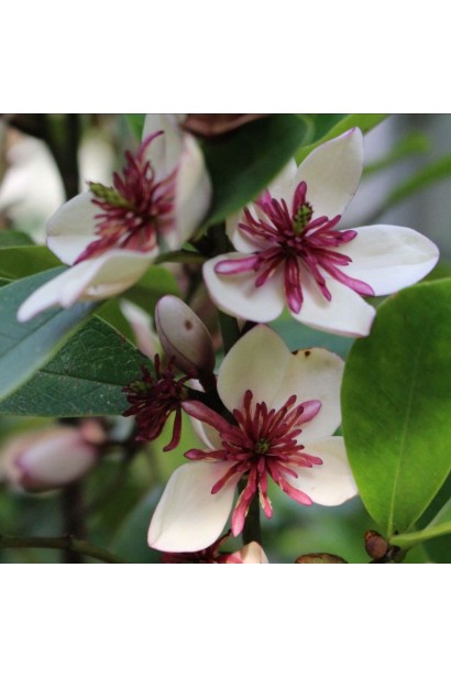 Magnolia laevifolia White Caviar